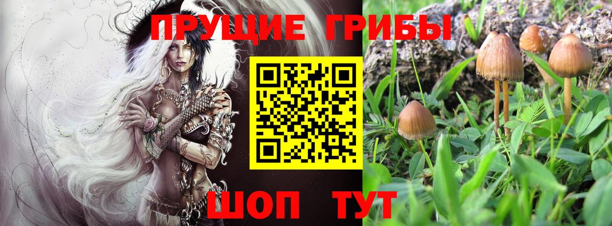 Псилоцибиновые грибы мухоморы Карачаевск